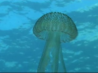 Descargar video: Localizan en aguas del estrecho 500 ejemplares de medusas peligrosas