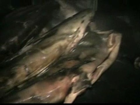 Tiburones rellenos de droga