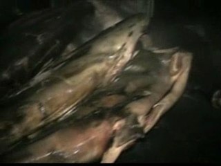 Tiburones rellenos de droga