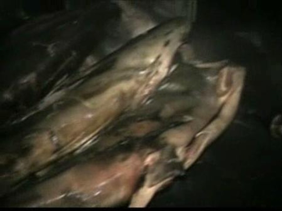 Tiburones rellenos de droga