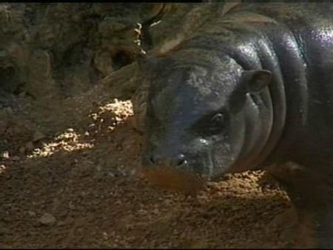 Un bebé hipopótamo pigmeo que pesa 25 kilos...
