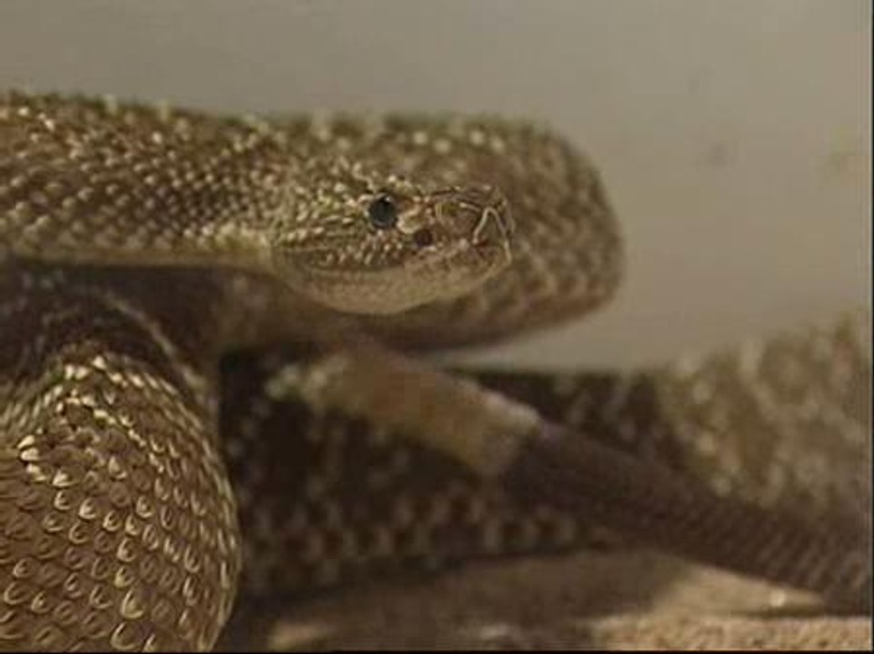 Una serpiente picante