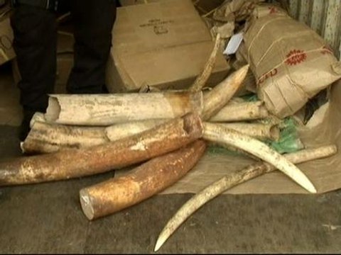 Dos millones de dólares en tráfico de marfil