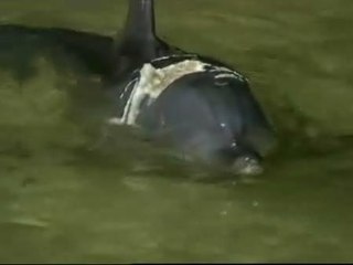 Delfín herido por mordedura de tiburón