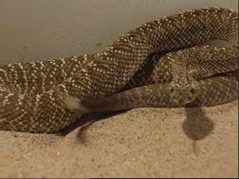 Un hombre en la UVI tras la mordedura de una serpiente de cascabel