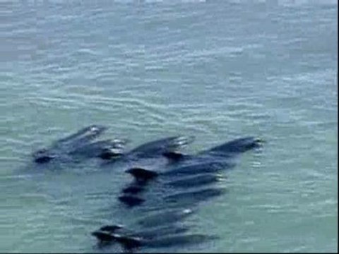 500 delfines desorientados en Manila