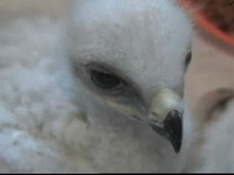 Nacen cuatro crías de águila perdiguera