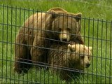 El oso Furaco logra aparearse con la osa Tola después de un año