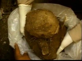 Hallazgo de una momia en Perú