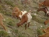 Google 'contrata' a 200 cabras para cortar el césped de su sede