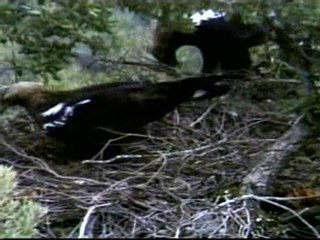 Un &#039;Gran Hermano&#039; de águilas imperiales