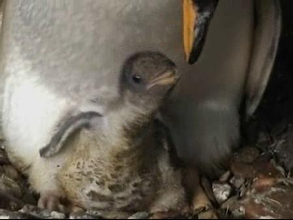 Nacen dos polluelos de Pingüino Papúa en Madrid