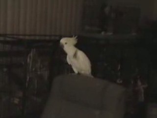 Snowball, la cacatúa que demuestra que los pájaros saben bailar
