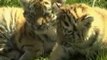 Tres tigres siberianos nacen en el zoo de Leipzig