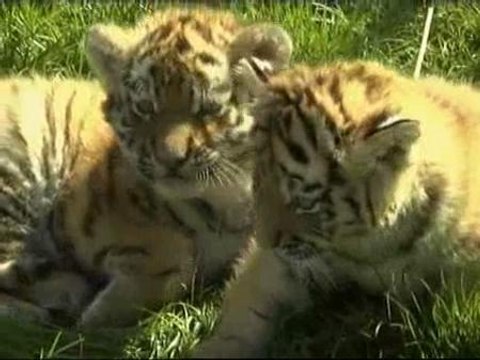 Tres tigres siberianos nacen en el zoo de Leipzig
