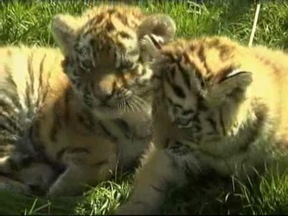 Tres tigres siberianos nacen en el zoo de Leipzig