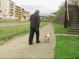 Girona multará con 400 euros a los dueños que no paseen a sus perros al menos 20 minutos diarios