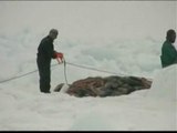 280.000 focas morirán a manos de los cazadores