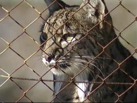Nacen los primeros linces ibéricos en cautividad del año