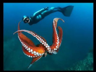 Nuestro mundo bajo el agua