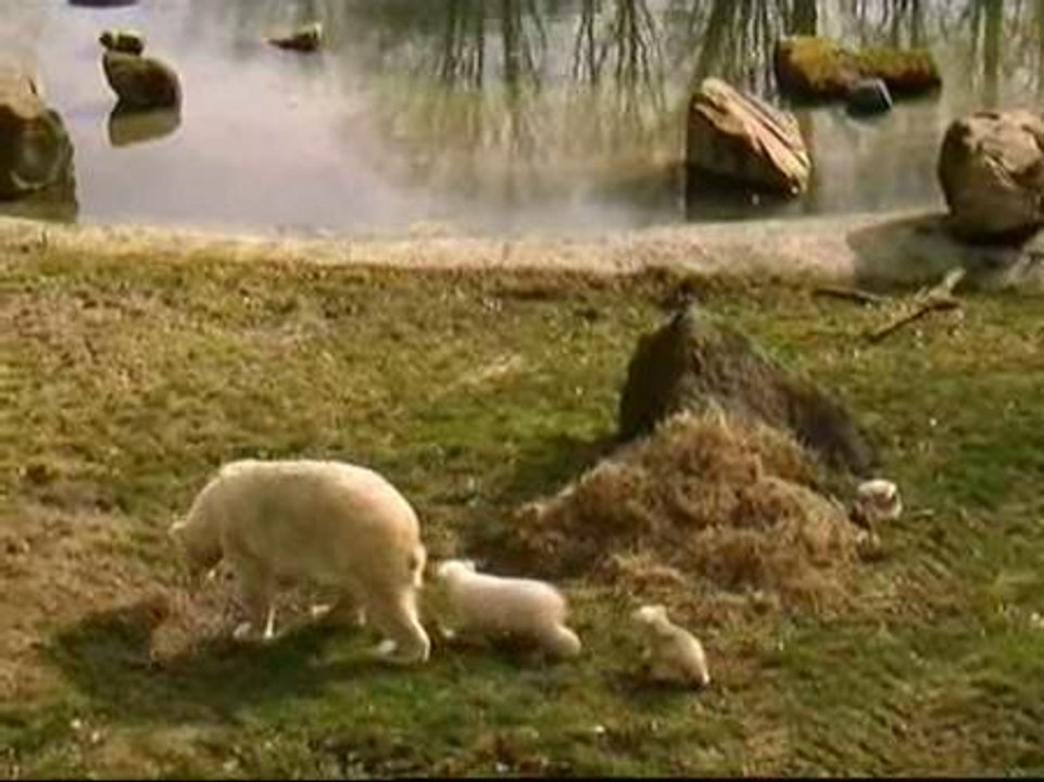 Osos polares mellizos