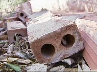 Roban caracoles para fabricar cosméticos