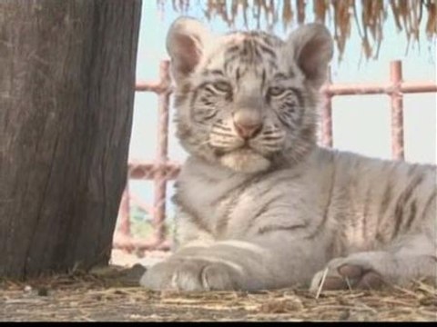 Nuevos cachorros de tigre de Bengala blanco