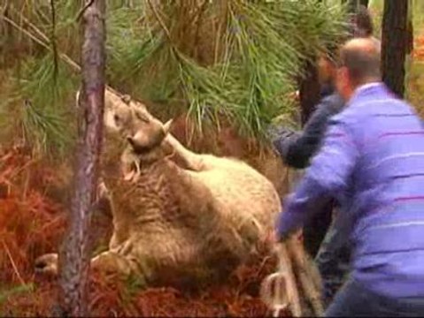 La gloria es para los valientes