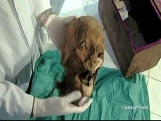 Hallada la cabeza de Enrique IV