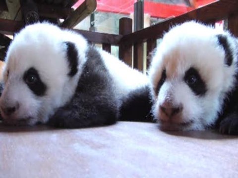 Los pandas, de la incubadora a la 'cuna'