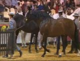 Los purasangre más valiosos se exhiben en el Salón del Caballo de Sevilla