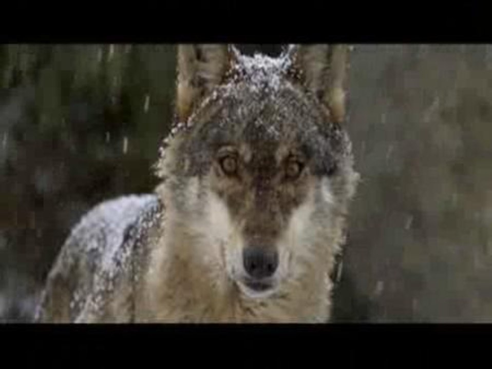 Lobos, infidelidades, ladrones y extraterrestres copan los estrenos de esta semana