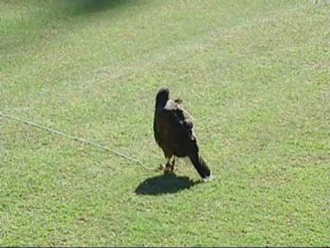 Dos águilas peruanas vigilan el césped de Mestalla