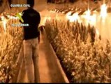 Desmantelan una plantación de marihuana en una casa de Novelda (Alicante)