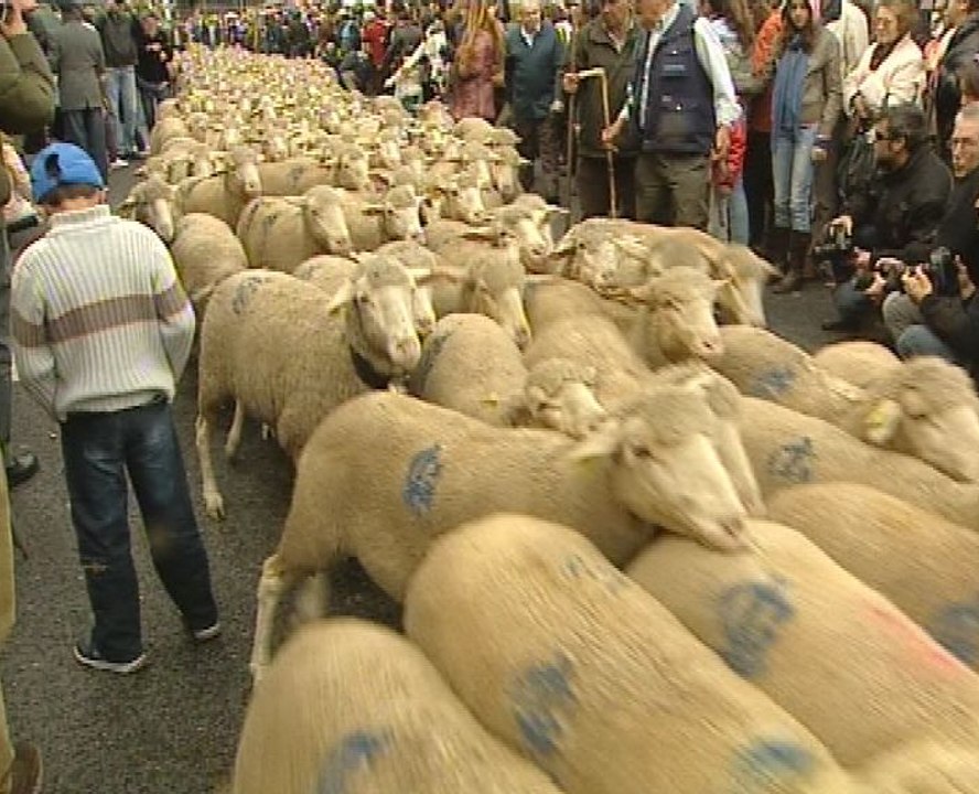 Fiesta de la trashumancia