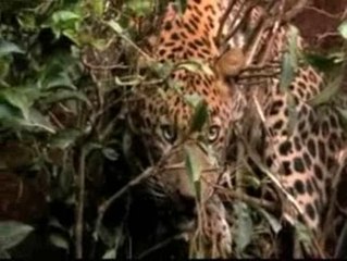 Peligroso rescate de un leopardo atrapado en un cepo en La India
