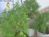 Intervenidos 82 kilos de marihuana enm La Rioja