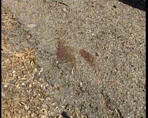 La madre presenció el atropello de su hija fallecida