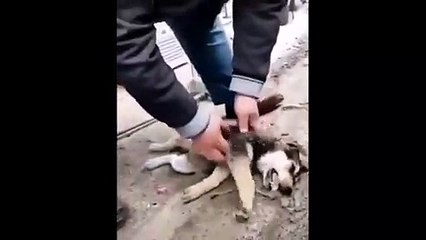 Descargar video: Rize'de bir vatandaş kalbi duran köpeğe kalp masajı yaptı