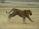 Un tigre de Bengala siembra el pánico en una aldea de La India