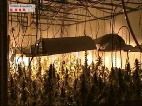 La policía localiza en Barcelona un macro criadero de marihuana y detiene a cuatro búlgaros