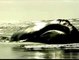 La costa brasileña se llena de ballenas