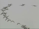 Científicos debaten por qué los pájaros vuelan en formación sin provocar un atasco