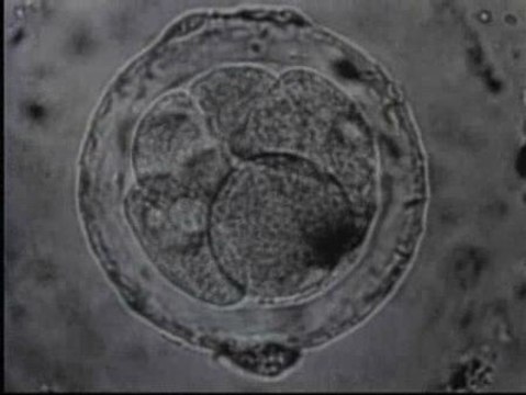 El Nobel Tim Hunt presenta sus últimos descubrimientos en la lucha contra el cáncer