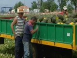 Gitanos rumanos para recolectar la uva