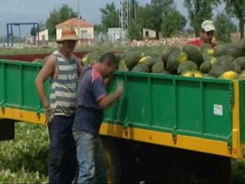 Gitanos rumanos para recolectar la uva