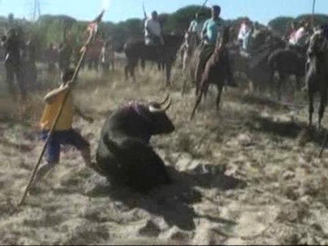 Tordesillas desoye a los antitaurinos y celebra su tradicional 'toro alanceado'