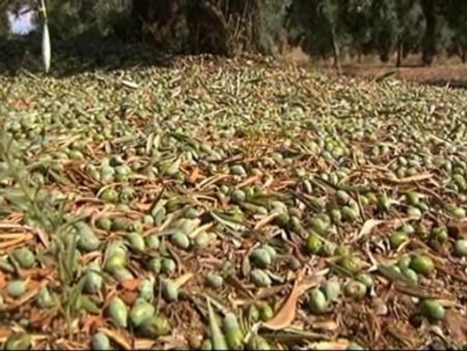 La granizada de hace dos días destroza los olivares extremeños