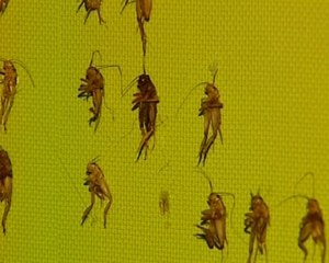 Una polémica exposición con grillos