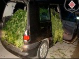 Detenidos por viajar con el vehículo desbordado de marihuana